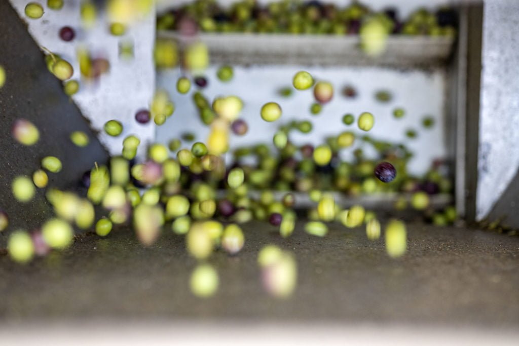 Marketing para aceite de oliva (foto: Finca Treurer)